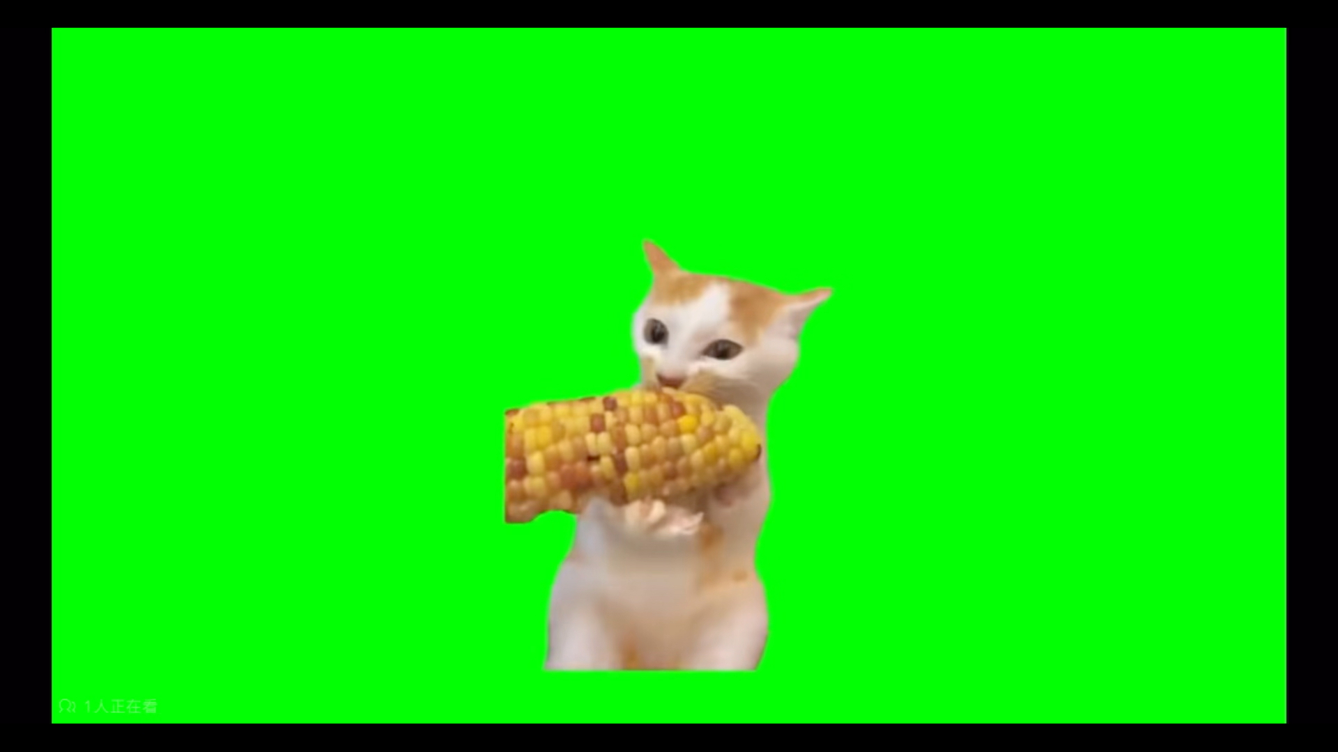 吃玉米猫meme