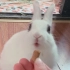 【兔子吃播】啃磨牙棒