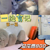 母猫绝育全流程 感恩每只猫猫都这么顺利