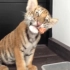 在家里养一只小老虎是什么感受？