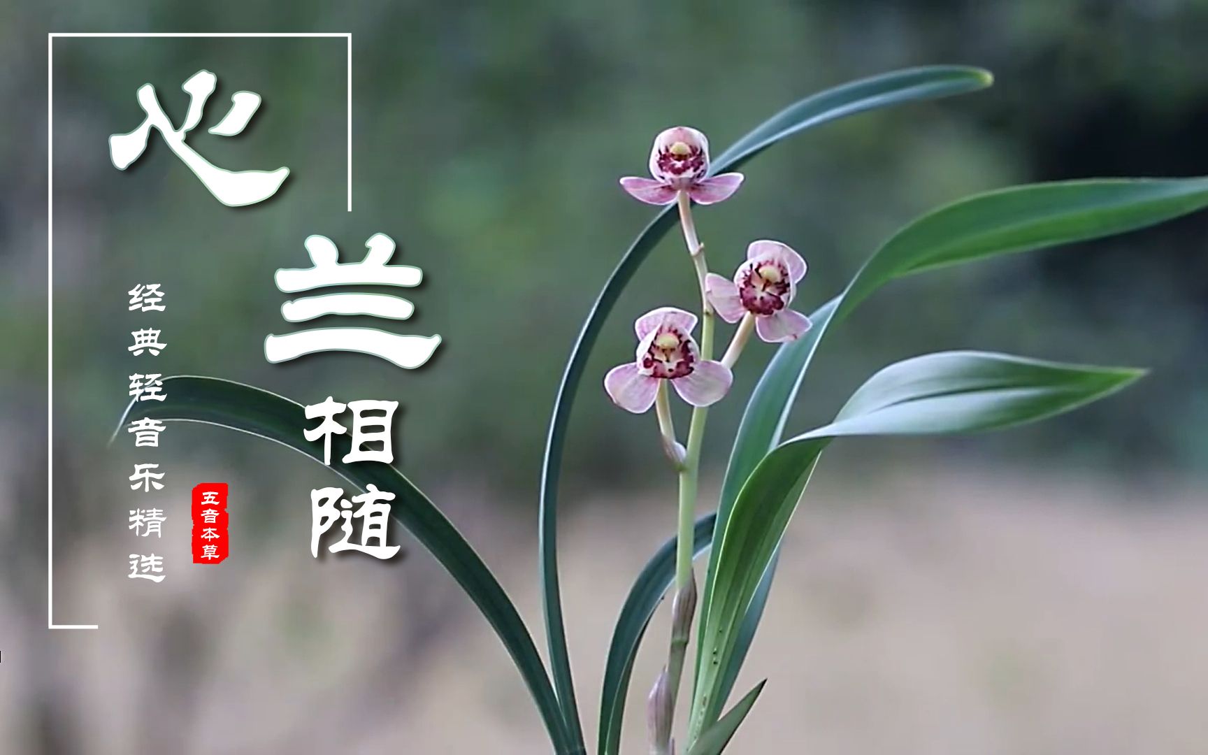 世界顶级名曲心兰相随纯音乐天籁之音空灵唯美陶醉