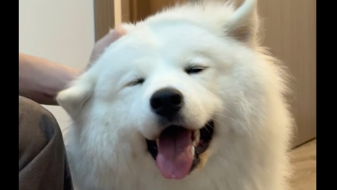 事实证明凌晨遛狗的真不少