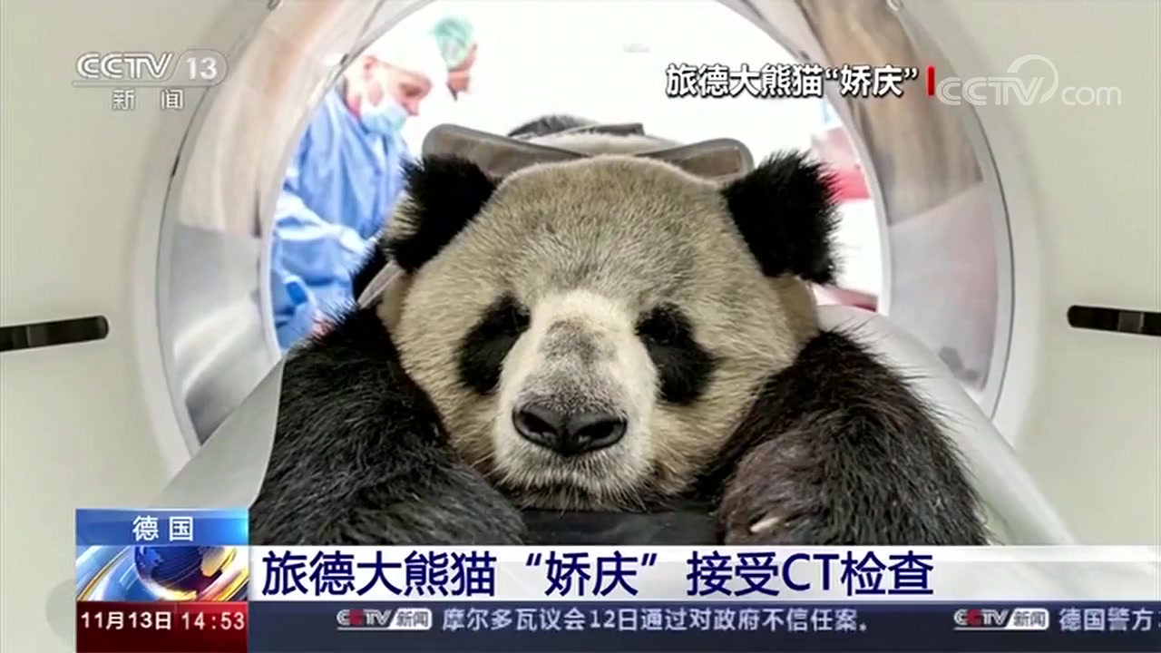 【大熊猫娇庆】德国 旅德大熊猫“娇庆”接受CT检查