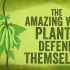 【TED科普】植物惊人的自我保护方式（中英字幕）