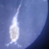 显微镜下的海水桡足类，十字花小水母