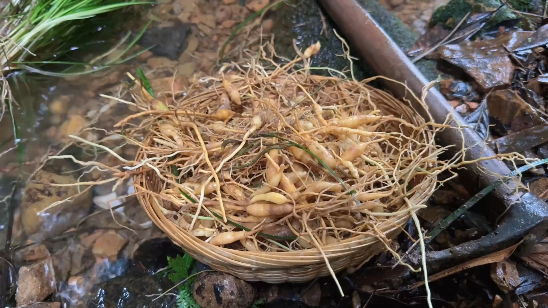 媳妇儿感冒好了，冬宝去山里挖点麦冬，炖土鸡