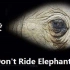 一部被各大旅行网站禁播的短片，看完你再也不想骑大象了！