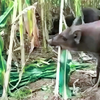 野猪来玉米地里吃玉米了