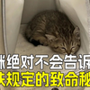 🚨高铁托运猫5大雷区！第4条卡死90%猫