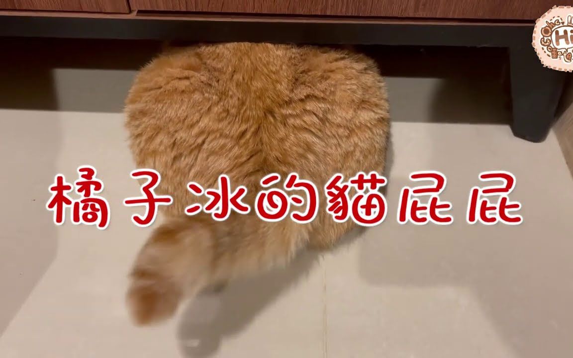 【巧克力】『橘子冰的日常』－ 橘子冰的猫屁屁OuO