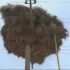 电力公司需常备专业清理鸟巢的队伍？