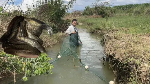 梦境中的丰收，见证他人网鱼之乐，亲手下河擒获珍馐