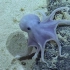 呆萌的深海章鱼Casper octopus
