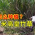 5米高的皇竹草喂牛，吴老师分享他养牛的秘密，大大节约成本