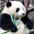 【大熊猫和花】花花从木架上摔下来，又难过又不服气，于是拿起竹叶撒气