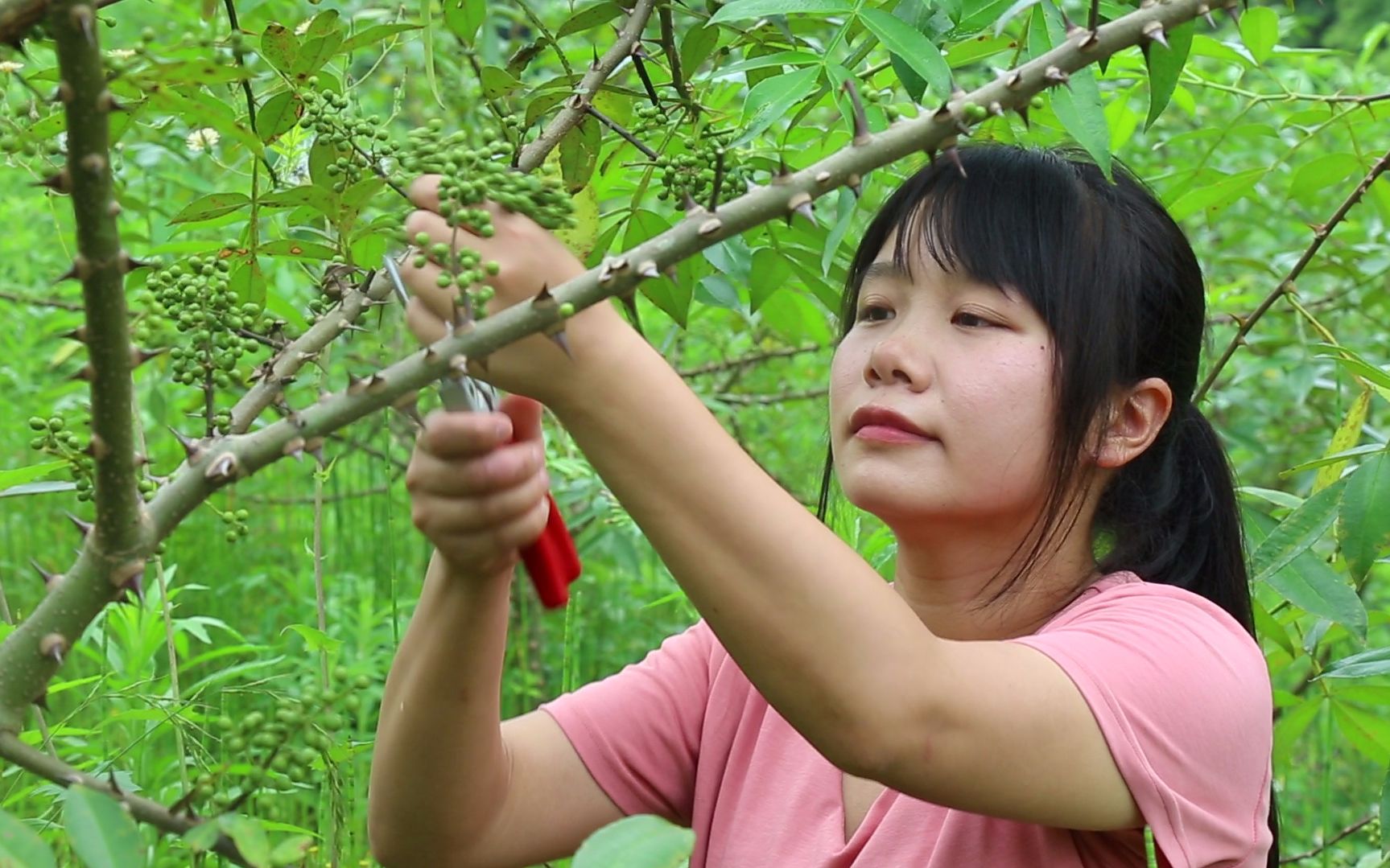 看似小清新，实则重口味，川菜的灵魂调料—藤椒