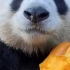 【国宝吃播】国宝熊猫吃南瓜