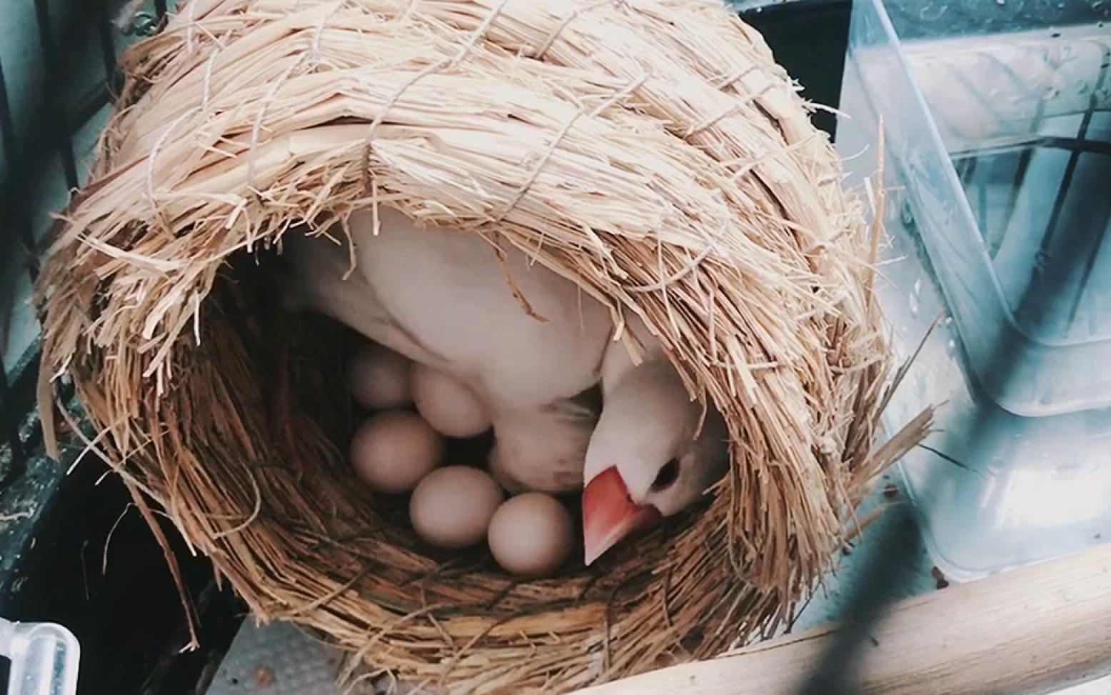 【文鸟】草莓棉花糖孵蛋抱窝の日常