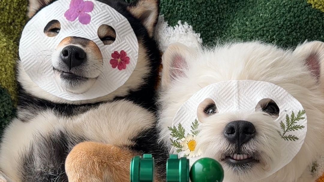 狗狗们的春日SPA Day~