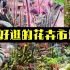 北京最大的绿植花卉市场现在大甩卖，10元3盆开卖这也太便宜了吧