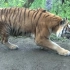 动物园里一只自娱自乐的老虎