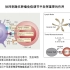 北京大学-可开关免疫调节剂用于激活特异性抗肿瘤免疫