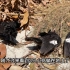 发现三只小鸟躺在地上，以为它们中毒了，靠近一看长见识了