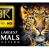 世界上最大的动物系列8K超高清