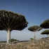 世界最与众不同的地方长着最奇特的龙血树！但已经成濒危树种了！