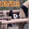 看喜姐如何在重庆的围堵下突围而出