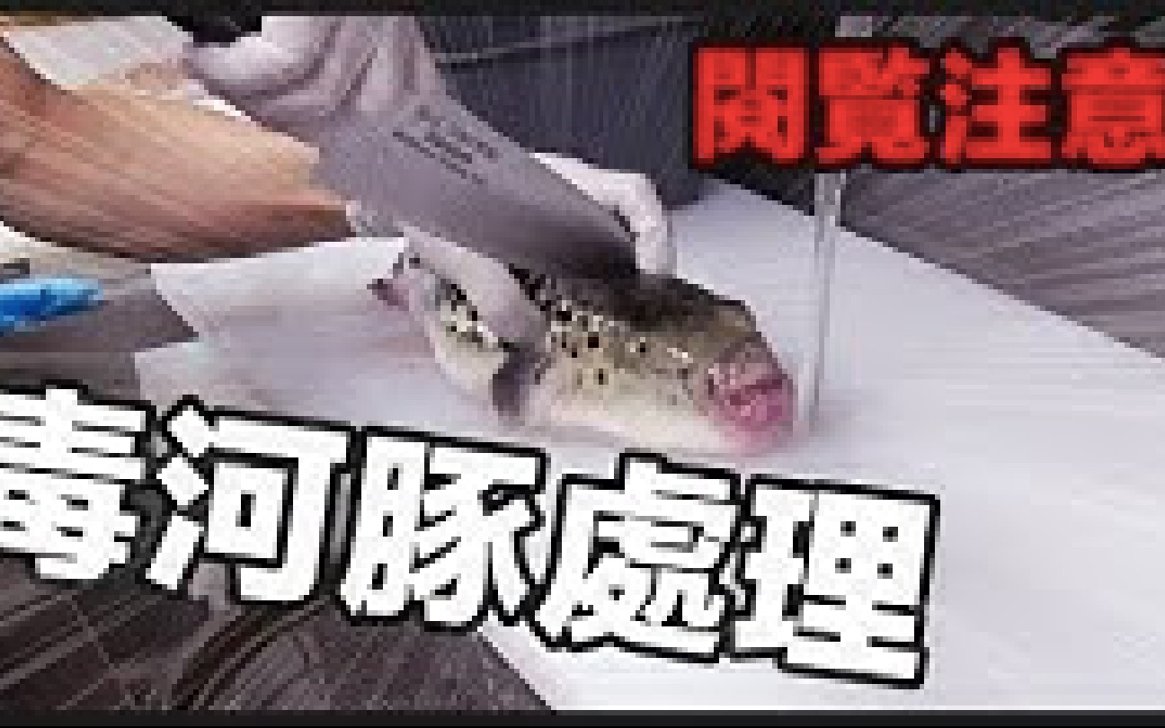 慎入!毒河豚的处理过程【一刀未剪版】Warning! The Process Of Cutting Blowfish With Poison.フグの捌く方法哔哩哔哩bilibili