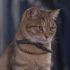 【纪录片】岩合光昭的猫步走世界 之「岡山」