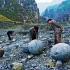 云南这种石头价值达10万元，路边随处可见，村民却用它来洗厕所