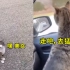 网友搭讪了只流浪猫，结果猫咪直接跳进车里，动作自然得像叫了辆的士