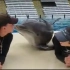 震惊，某海洋馆工作人员轮流强吻小海豚