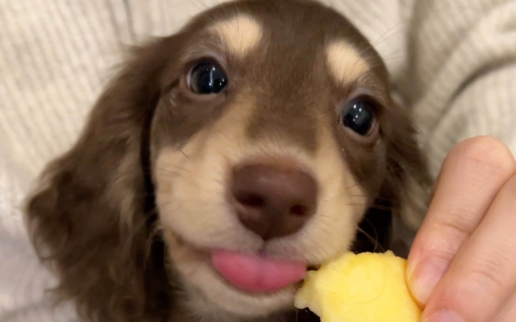 爱吃苹果的小狗 记得打开声音哦