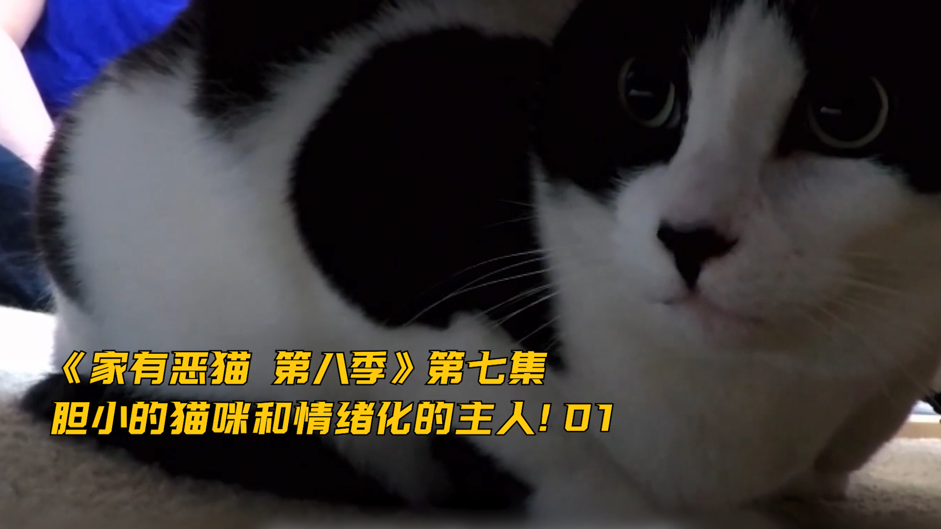 【家有恶猫 第八季】第七集 胆小的猫咪和情绪化的主人！01  竖版