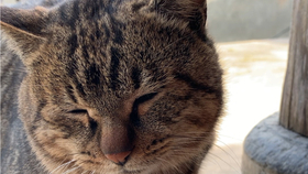 猫三儿眯眯眼 磨爪蹭头躺倒打滚儿 简单概括这只猫三儿