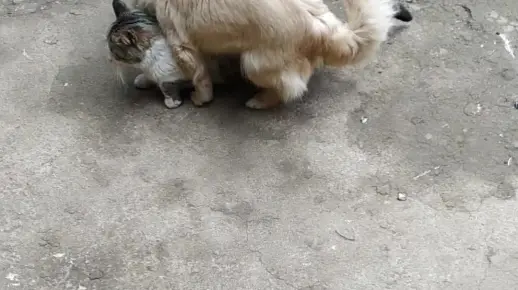 狗跟猫配合