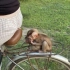 小猴子膏药自行车