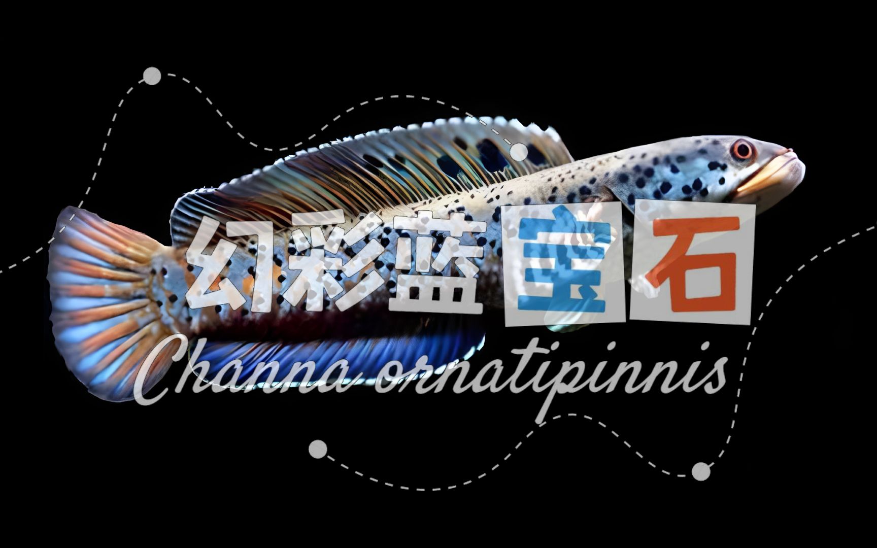 最全的雷龙品种介绍，幻彩蓝宝石雷龙Channa ornatipinnis