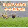 惊艳！中国五大野鸡，美如画