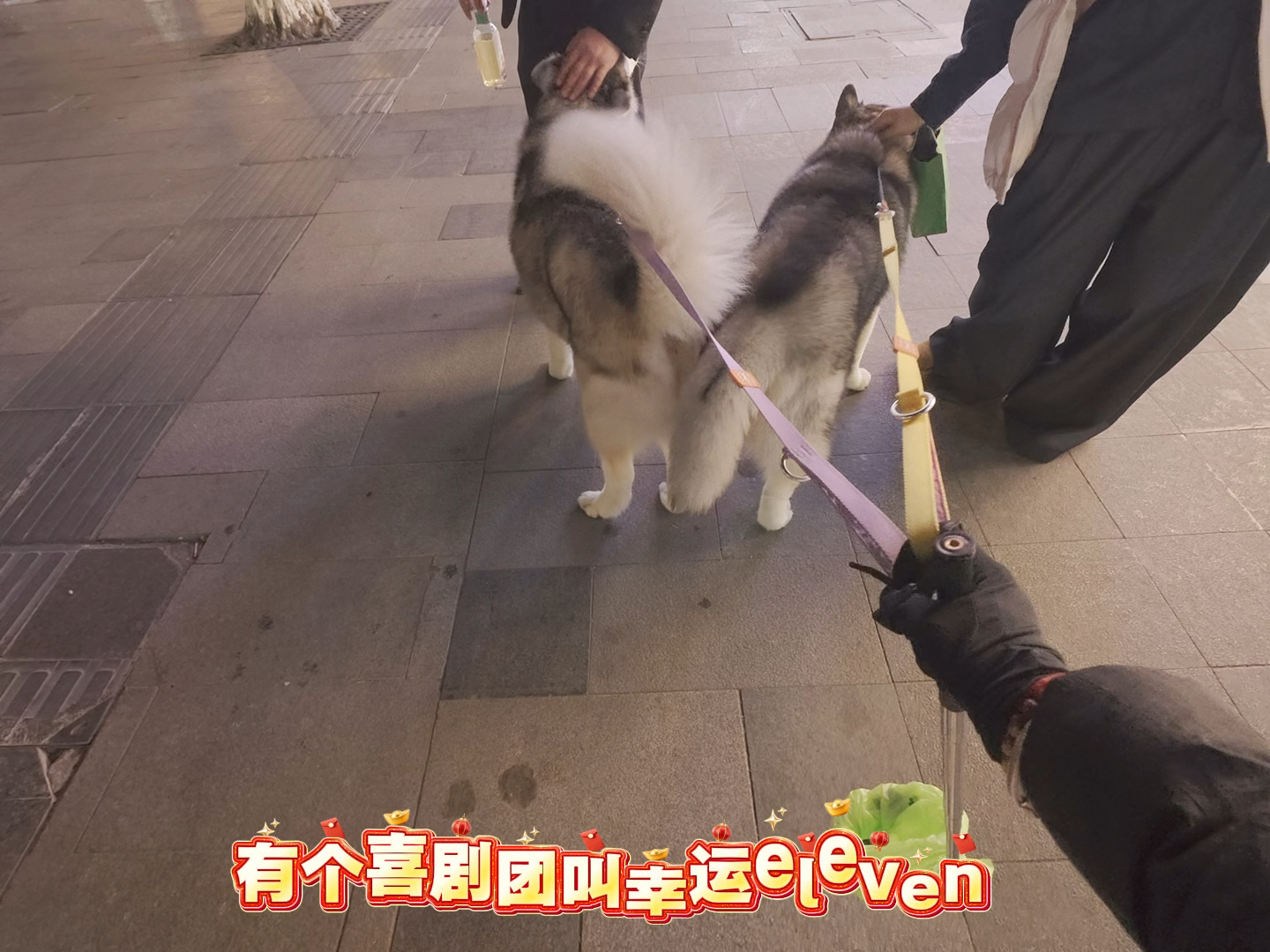 当代养狗人真实生活之：咋就如履薄冰？哥又没发神经。