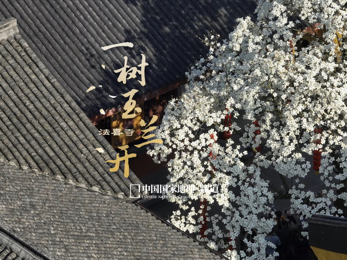 全杭州都在期待的玉兰花开，法喜寺五百年古树报春！