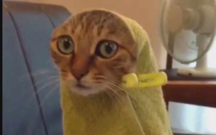 搞笑猫咪集锦-2016(funny cats compilation 2016 - best funny cat