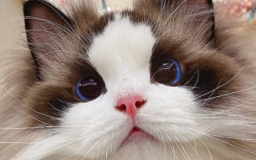 你眼中的布偶猫VS实际上的布偶猫 【卡鲁宾】