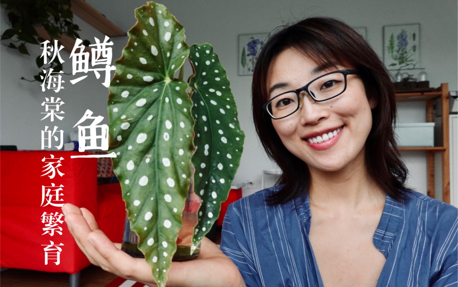 「山乌龟」来聊一下鳟鱼秋海棠 | 网红热植的家庭繁育 | 扦插叶插