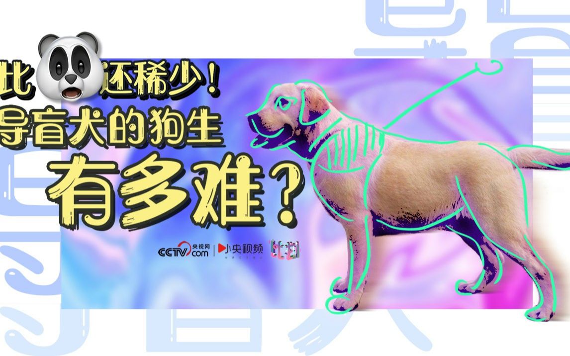 比大熊猫还稀少！导盲犬的狗生有多难？