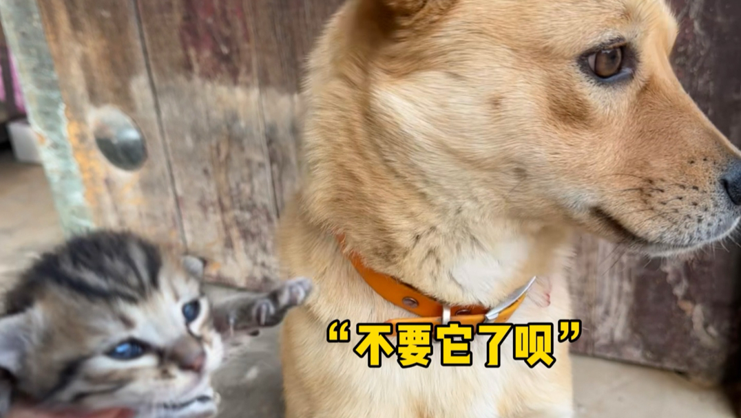 遇到事就叫汪汪小队长