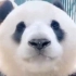 可爱熊猫视频大集合，一次看个够～
